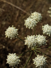 Perideridia californica