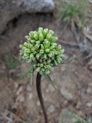 Psacalium decompositum