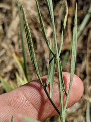 Perideridia californica