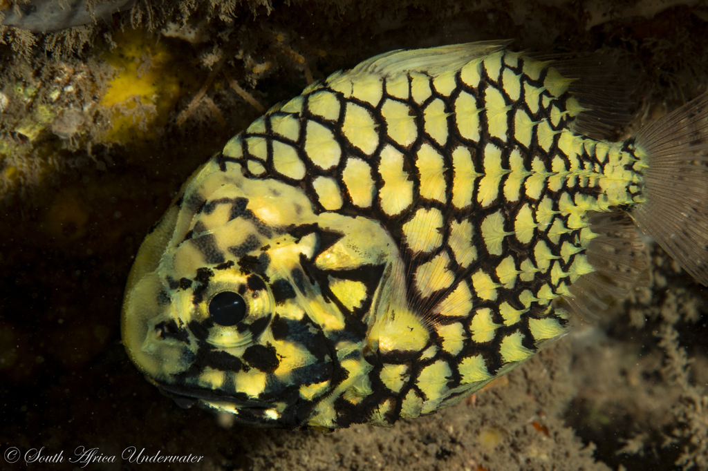 Pineconefish