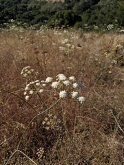 Perideridia californica