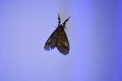 Dasychira vagans