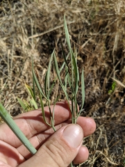 Perideridia californica