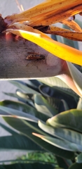 Polistes cinerascens