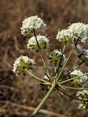Perideridia californica