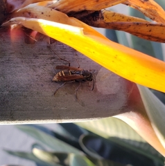 Polistes cinerascens