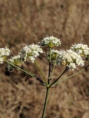 Perideridia californica