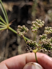 Perideridia californica
