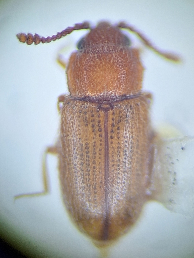 Cryptophagus pseudodentatus