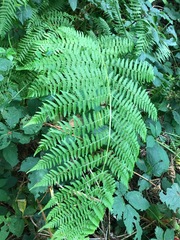 Athyriaceae