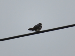 Pygochelidon cyanoleuca