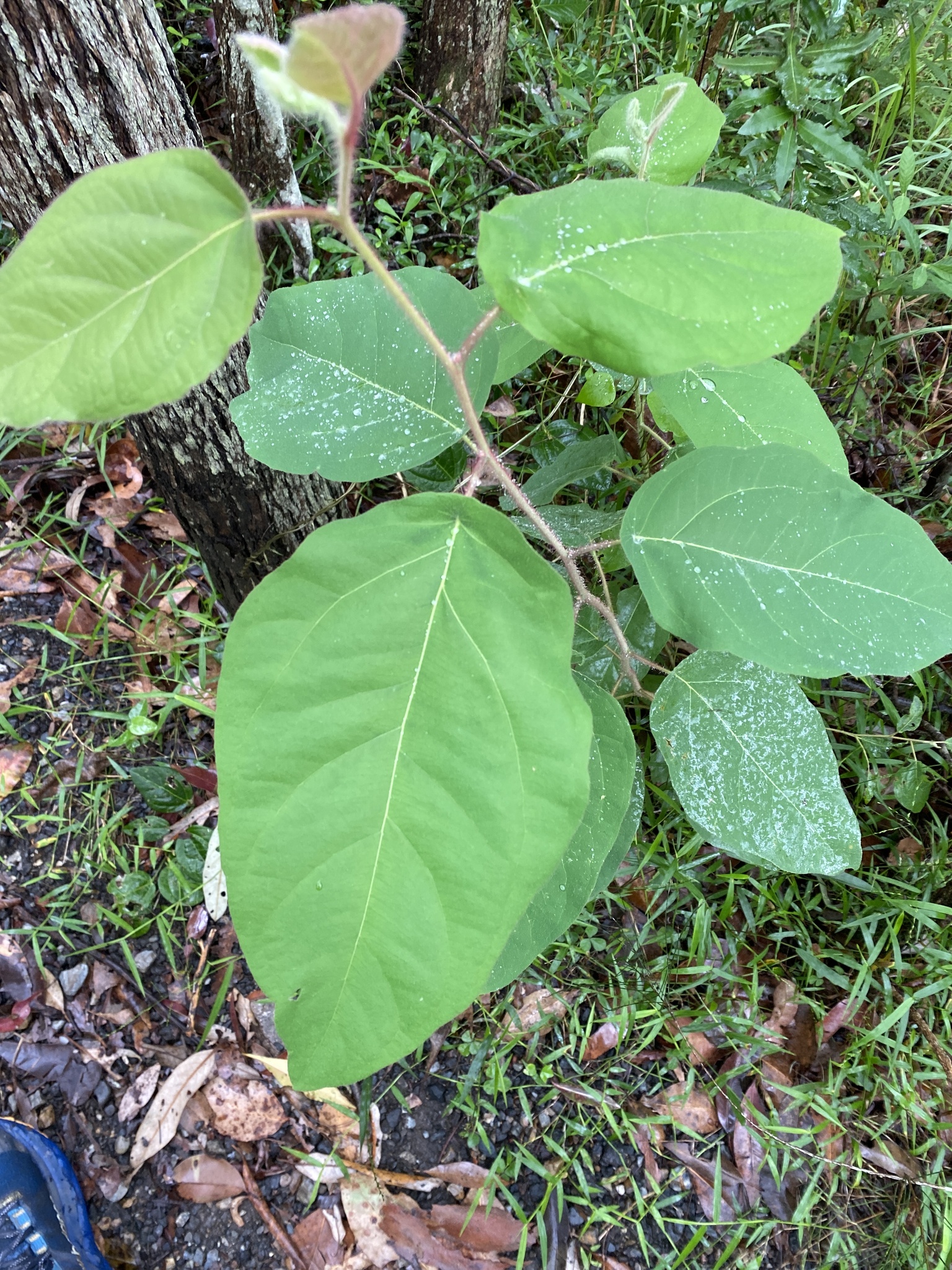 Imagem de Eucalipto-de-corymbia