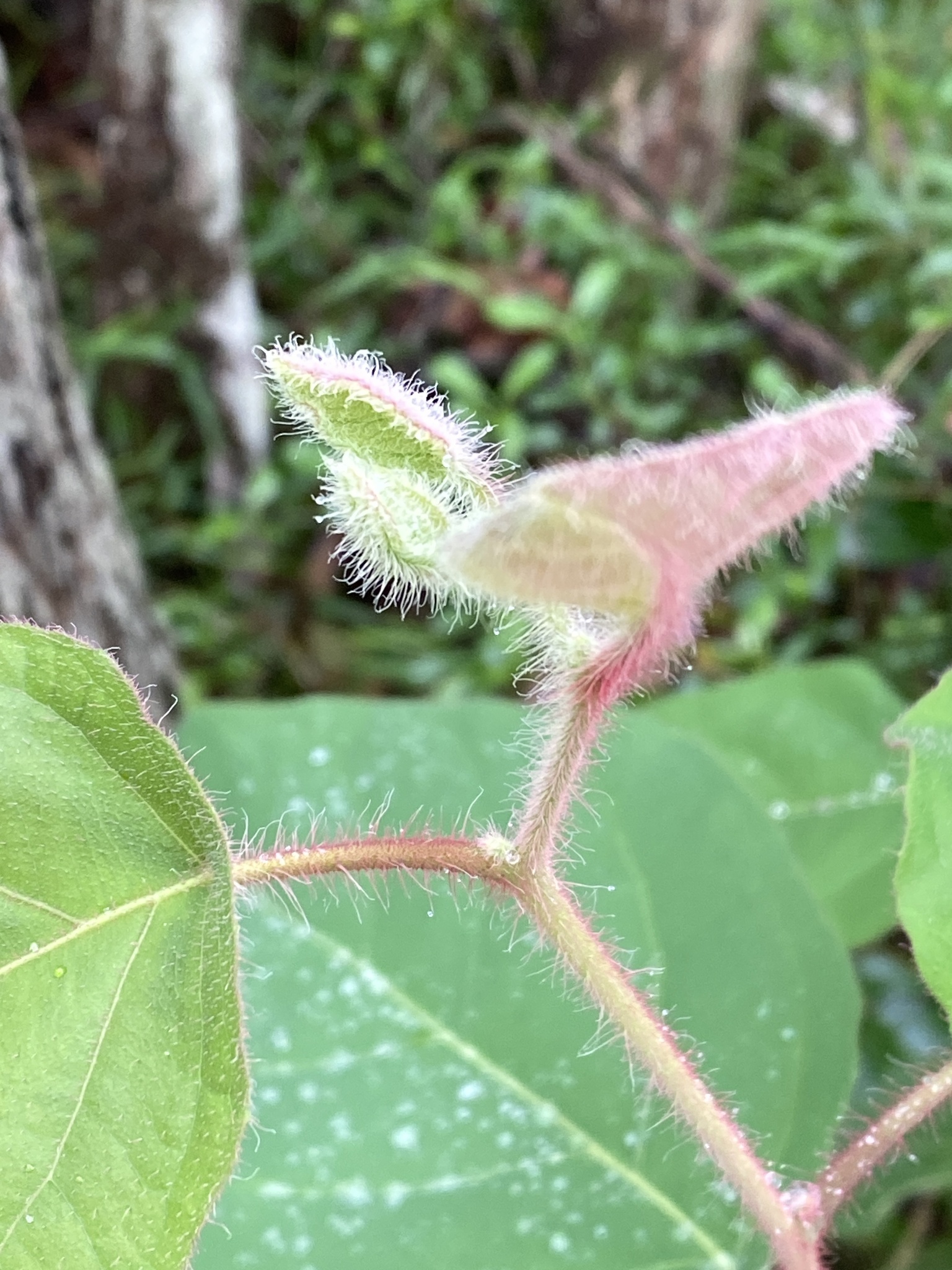 Imagem de Eucalipto-de-corymbia
