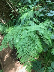 Athyriaceae