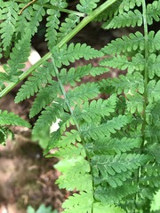 Athyriaceae