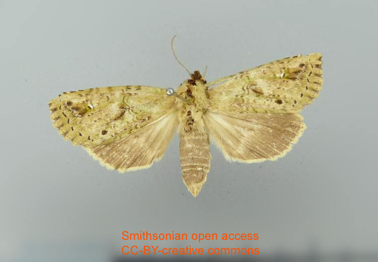 Kryptokalos viridans