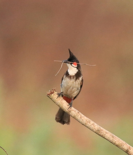 Bulbul orfeo (Pycnonotus jocosus)