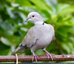Streptopelia decaocto