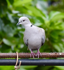 Streptopelia decaocto