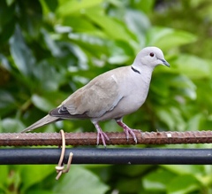 Streptopelia decaocto