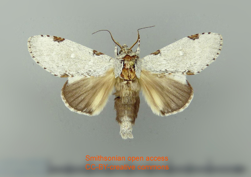 Malocampa confusa
