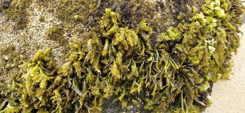 Iridaea tuberculosa observed 2025-01-12
