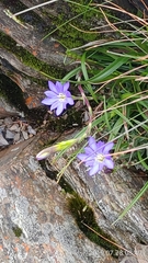 Gentiana arisanensis