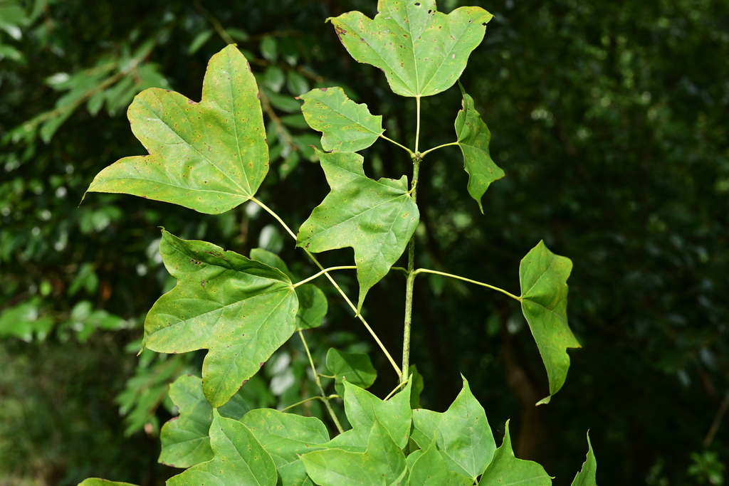 Acer longipes (Acer longipes)