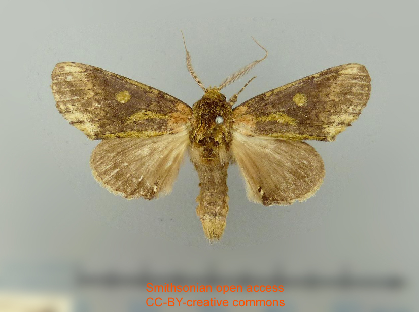 Malocampa obscura