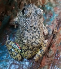 Pleurodema brachyops