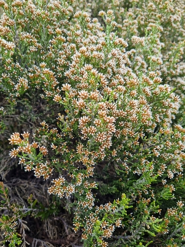 Image of Ozothamnus cupressoides by (c) Jane Canaway, some rights reserved (CC BY)
