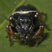 Ant-eater Jumping Spider - Photo (c) tony_d, some rights reserved (CC BY-NC), uploaded by tony_d