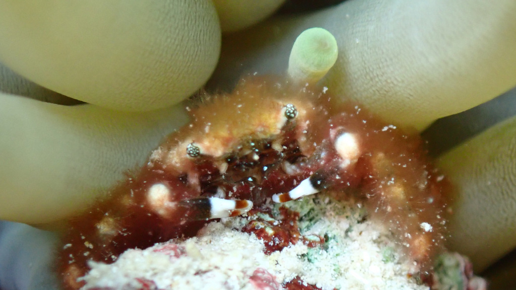 banded clinging crab