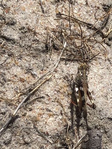 Oedaleus plenus