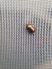 Cydnoides renormatus