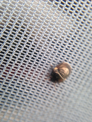 Cydnoides renormatus