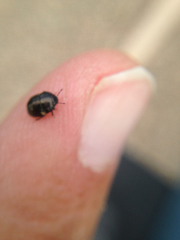 Cydnoides renormatus