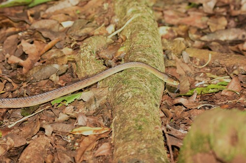 Brown Tree Snake sighting