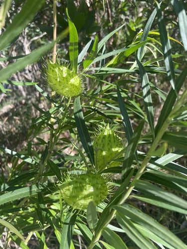 Gomphocarpus physocarpus observed 2025-01-11
