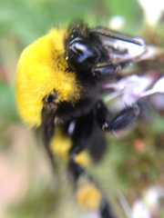 Bombus morrisoni