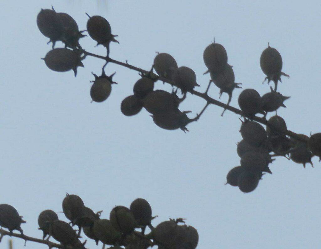 Foto de Resedá-flor-da-rainha