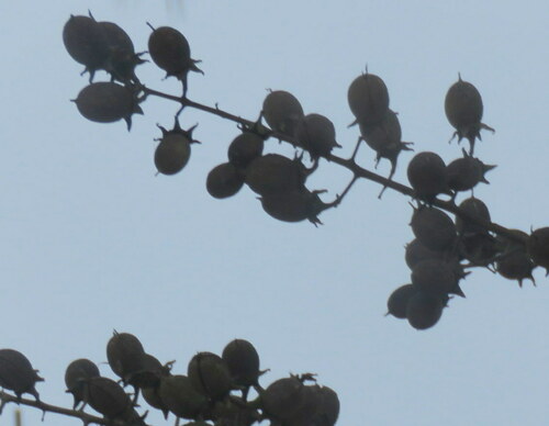 Resedá-flor-da-rainha