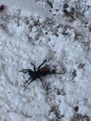 Castianeira descripta