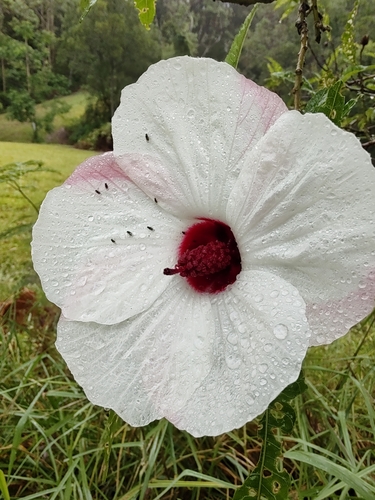 Foto de Vinagreira