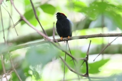 Chiroxiphia linearis