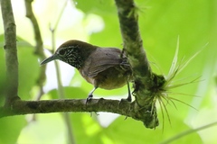 Pheugopedius rutilus