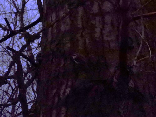 Eurasian treecreeper