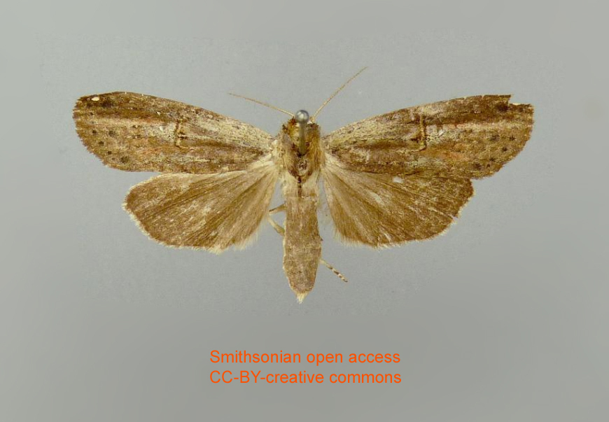 Tachuda lignea