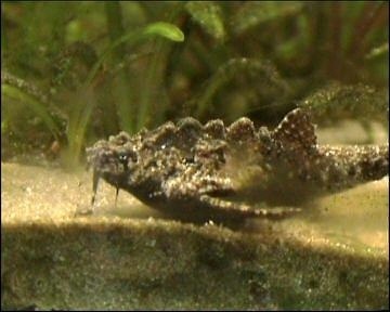 Bark Catfish