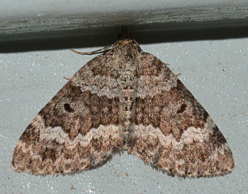 Colostygia circumvallaria